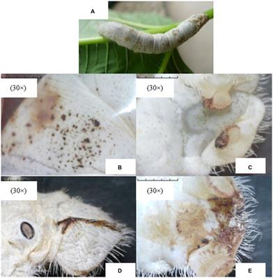 Molecular characterization and phylogenetic analyses of MetAP2 gene and protein of Nosema bombycis isolated from Guangdong, China